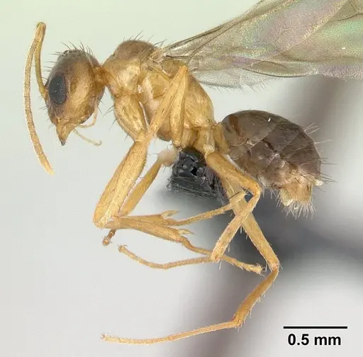 Nylanderia madagascarensis specimen CASENT0135236 image casent0135236_3