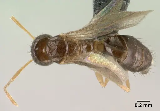 Nylanderia madagascarensis specimen CASENT0135590 image casent0135590_1