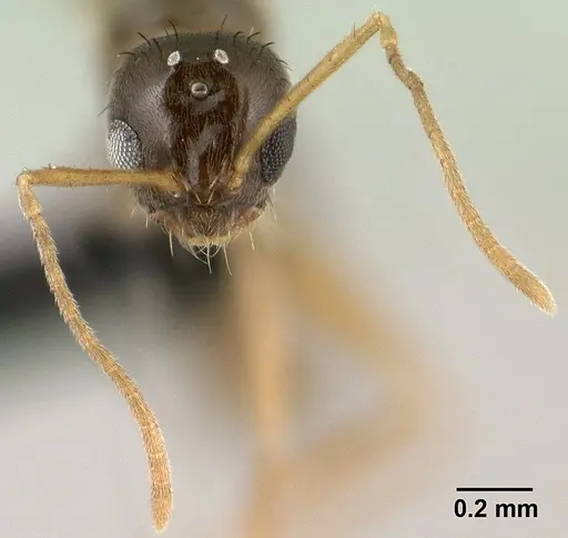 Nylanderia madagascarensis specimen CASENT0135590 image casent0135590_2