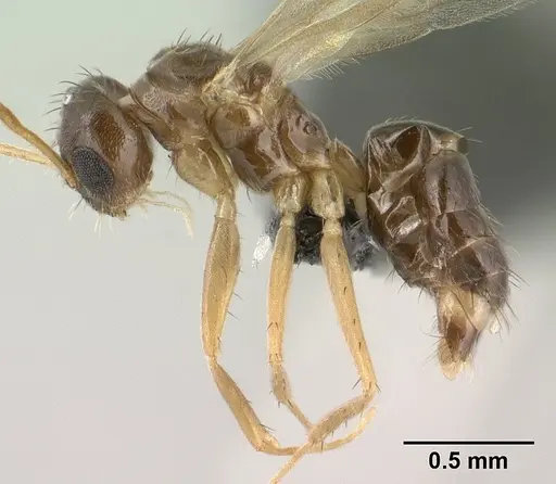 Nylanderia madagascarensis specimen CASENT0135590 image casent0135590_4