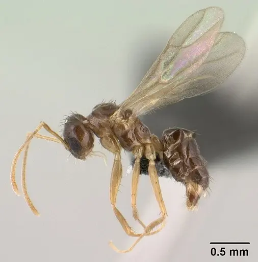 Nylanderia madagascarensis specimen CASENT0135590 image casent0135590_5