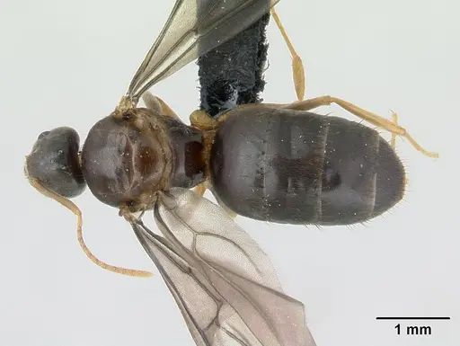 Nylanderia madagascarensis specimen CASENT0136984 image casent0136984_1