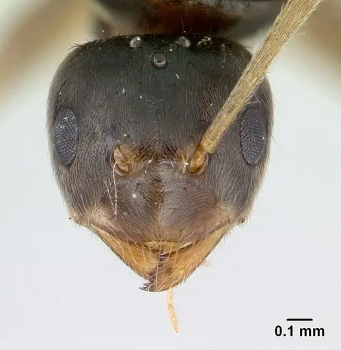 Nylanderia madagascarensis specimen CASENT0136984 image casent0136984_2