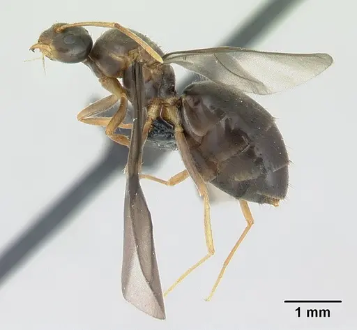 Nylanderia madagascarensis specimen CASENT0136984 image casent0136984_3
