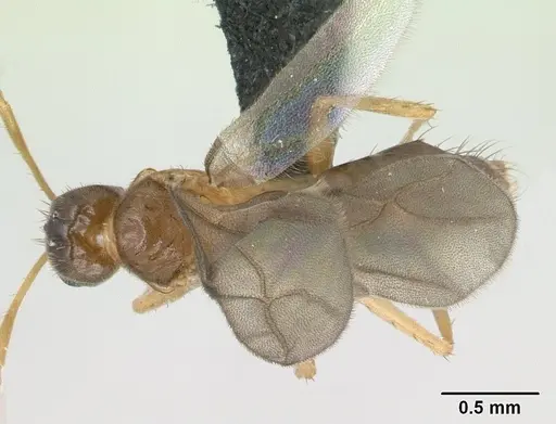 Nylanderia madagascarensis specimen CASENT0137538 image casent0137538_1