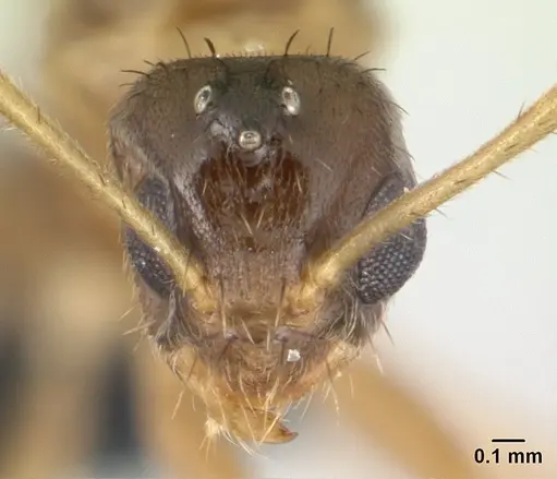Nylanderia madagascarensis specimen CASENT0137538 image casent0137538_2