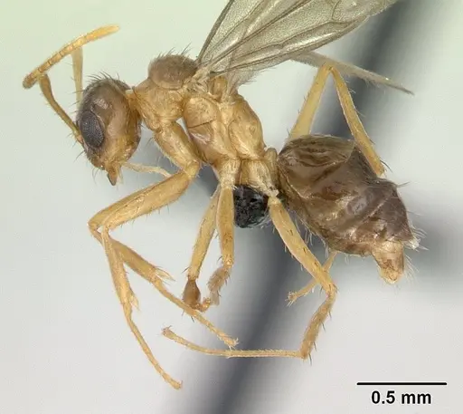 Nylanderia madagascarensis specimen CASENT0137538 image casent0137538_3