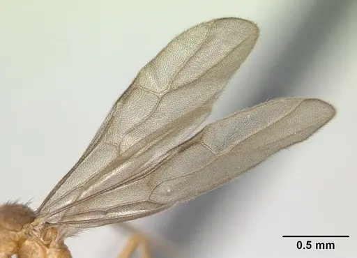 Nylanderia madagascarensis specimen CASENT0137538 image casent0137538_4