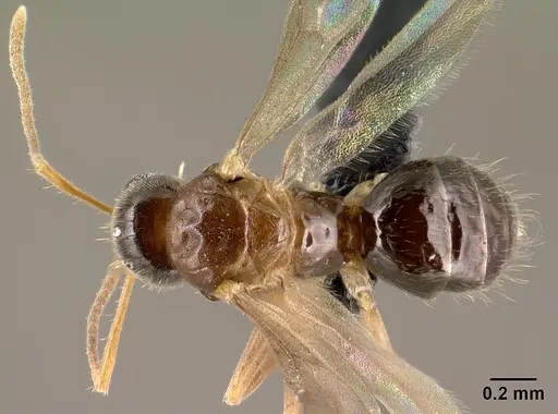 Nylanderia madagascarensis specimen CASENT0148188 image casent0148188_1