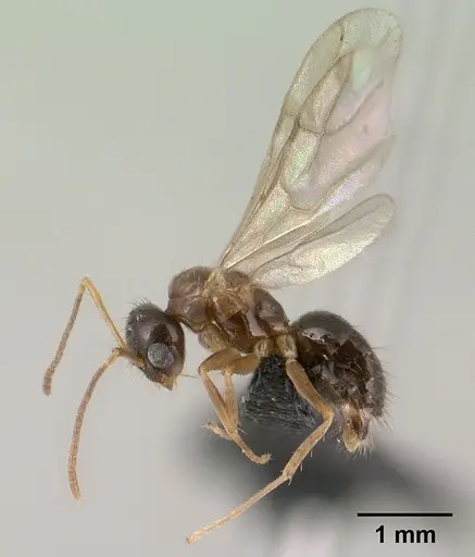 Nylanderia madagascarensis specimen CASENT0148188 image casent0148188_3