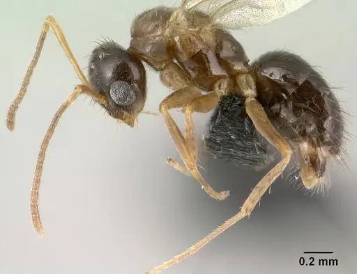 Nylanderia madagascarensis specimen CASENT0148188 image casent0148188_4