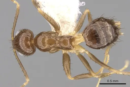Nylanderia madagascarensis specimen CASENT0281127 image casent0281127_1
