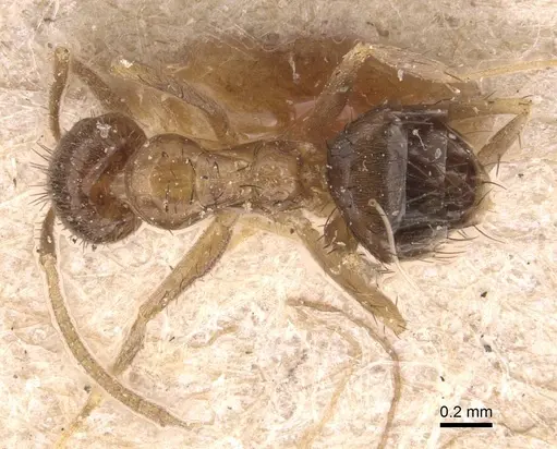 Nylanderia madagascarensis specimen CASENT0905662 image casent0905662_2
