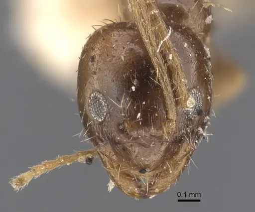 Nylanderia madagascarensis specimen CASENT0917871 image casent0917871_2