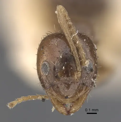 Nylanderia madagascarensis specimen CASENT0917871 image casent0917871_3