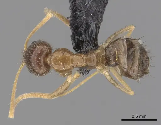 Nylanderia magnella specimen CASENT0280579 image casent0280579_1