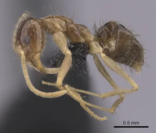 Nylanderia magnella specimen CASENT0280579 image casent0280579_3