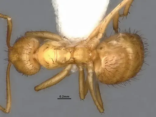Nylanderia magnella specimen CASENT4031882 image casent4031882_1