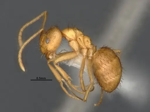 Nylanderia magnella specimen CASENT4031882 image casent4031882_3