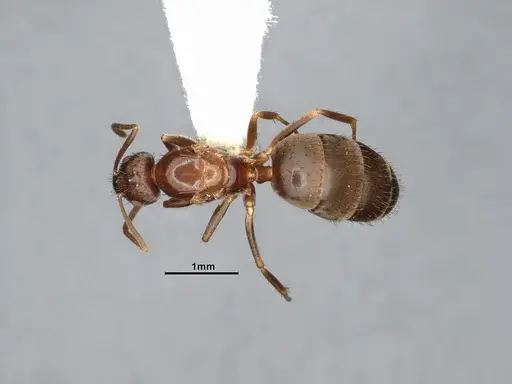 Nylanderia magnella specimen CASENT4031883 image casent4031883_1