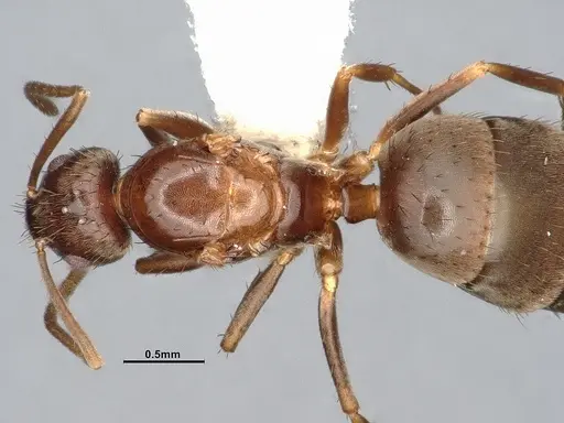 Nylanderia magnella specimen CASENT4031883 image casent4031883_2