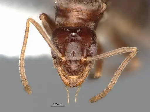 Nylanderia magnella specimen CASENT4031883 image casent4031883_3