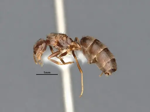 Nylanderia magnella specimen CASENT4031883 image casent4031883_4