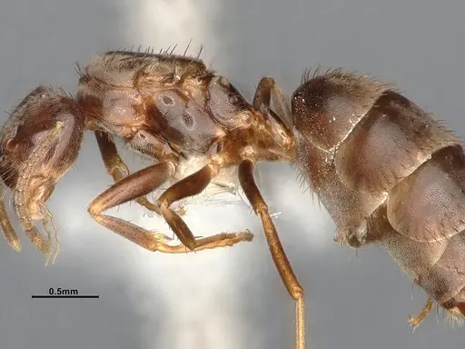 Nylanderia magnella specimen CASENT4031883 image casent4031883_5