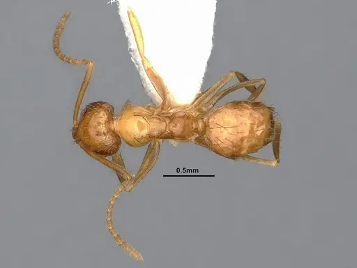 Nylanderia magnella specimen CASENT4031886 image casent4031886_1