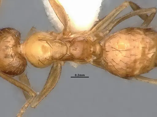 Nylanderia magnella specimen CASENT4031886 image casent4031886_2