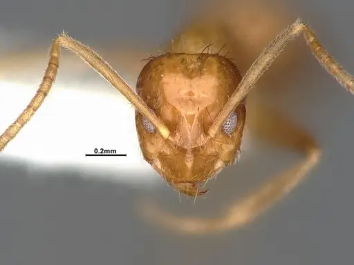 Nylanderia magnella specimen CASENT4031886 image casent4031886_3