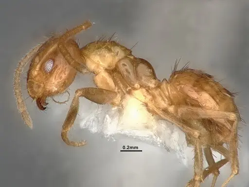 Nylanderia magnella specimen CASENT4031886 image casent4031886_4