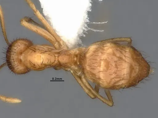 Nylanderia magnella specimen CASENT4031888 image casent4031888_1