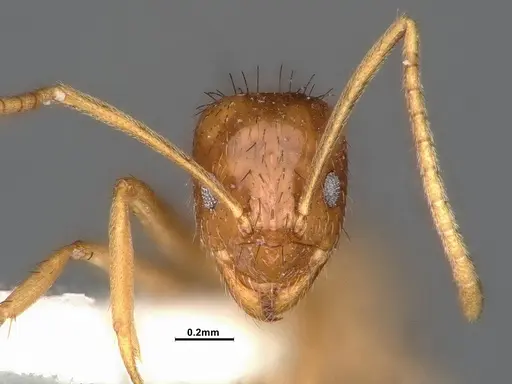 Nylanderia magnella specimen CASENT4031888 image casent4031888_2