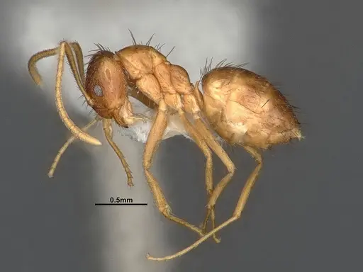 Nylanderia magnella specimen CASENT4031888 image casent4031888_3