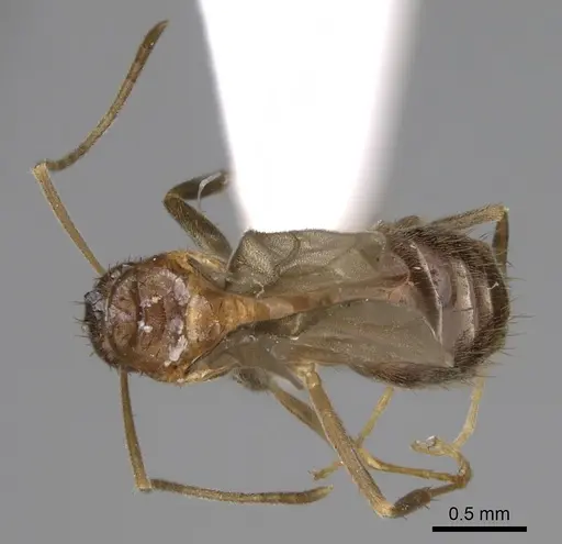 Nylanderia magnella specimen USNMENT00753537 image usnment00753537_1