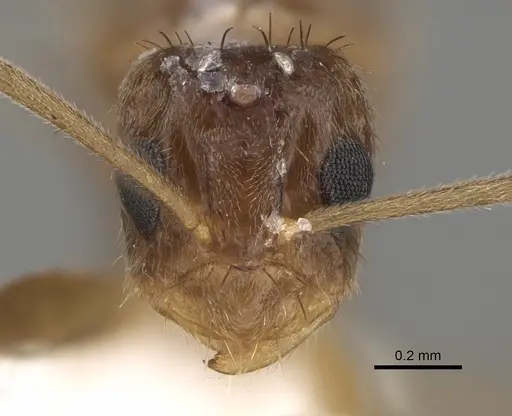 Nylanderia magnella specimen USNMENT00753537 image usnment00753537_2
