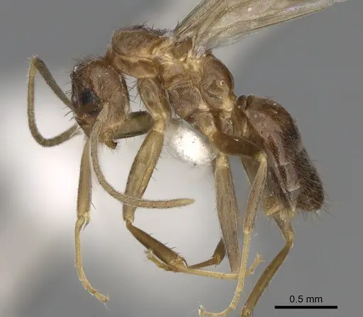 Nylanderia magnella specimen USNMENT00753537 image usnment00753537_3