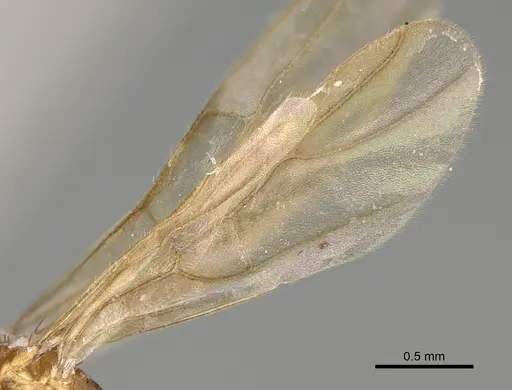 Nylanderia magnella specimen USNMENT00753537 image usnment00753537_4