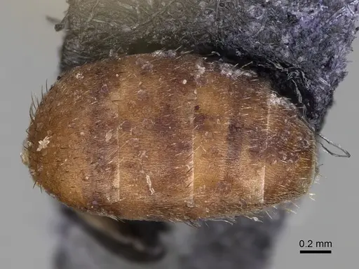 Nylanderia magnella specimen USNMENT00753558 image usnment00753558_2