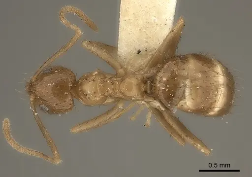 Nylanderia mexicana specimen CASENT0217733 image casent0217733_1