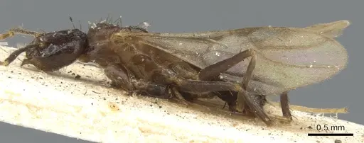 Nylanderia mexicana specimen CASENT0903136 image casent0903136_4