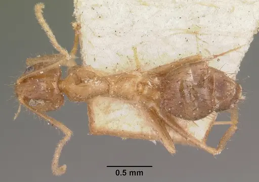 Nylanderia mixta specimen CASENT0101313 image casent0101313_1