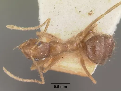 Nylanderia mixta specimen CASENT0101314 image casent0101314_1