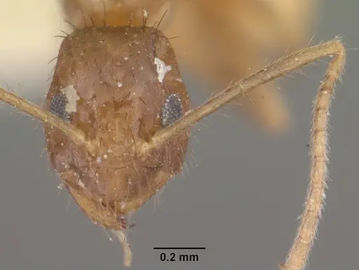 Nylanderia mixta specimen CASENT0101314 image casent0101314_2