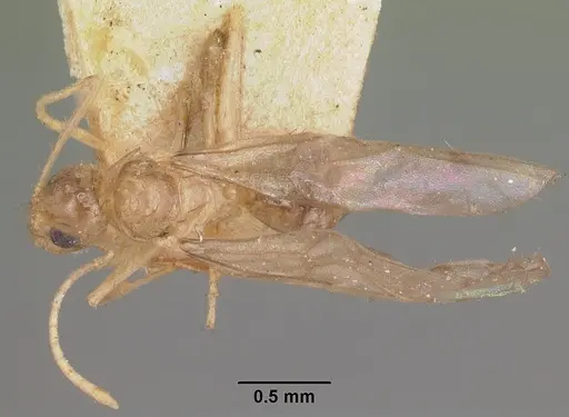 Nylanderia mixta specimen CASENT0101863 image casent0101863_1