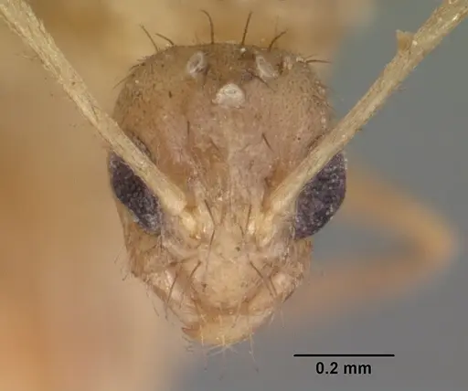 Nylanderia mixta specimen CASENT0101863 image casent0101863_2