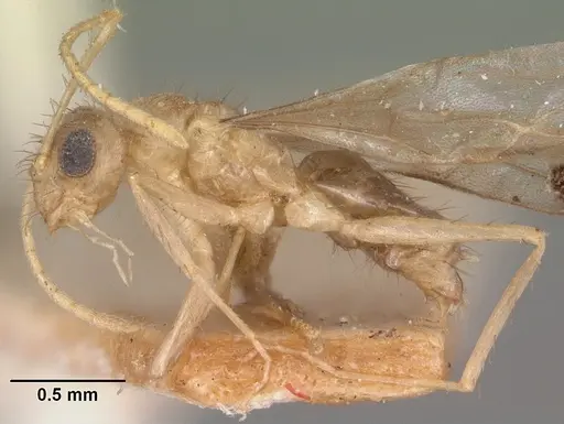 Nylanderia mixta specimen CASENT0101863 image casent0101863_3