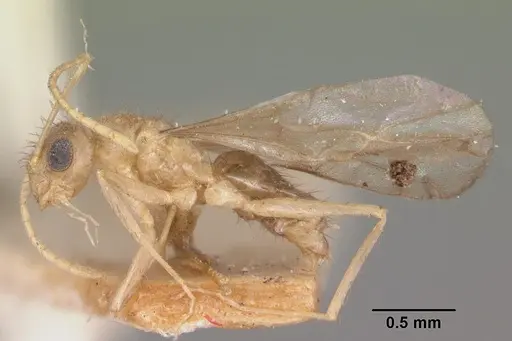 Nylanderia mixta specimen CASENT0101863 image casent0101863_4