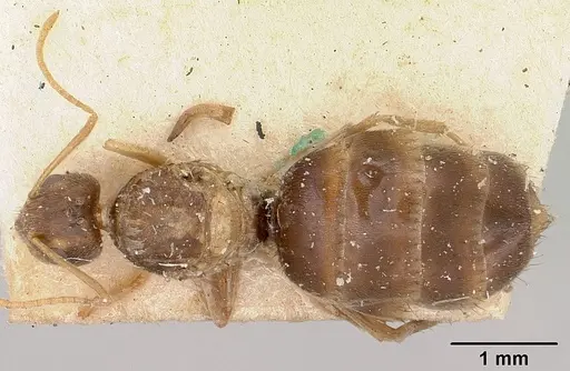 Nylanderia mixta specimen CASENT0101983 image casent0101983_1
